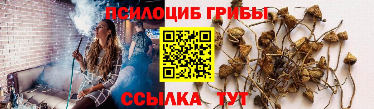 Троицк  Псилоцибиновые грибы Psilocybine cubensis  Вход с VPN 